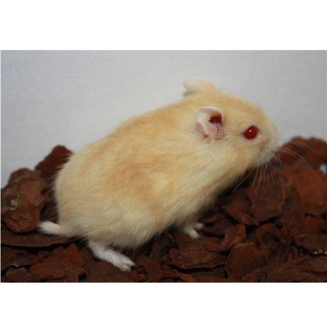 Guld Han Dværghamster (Phodophus sungorus)